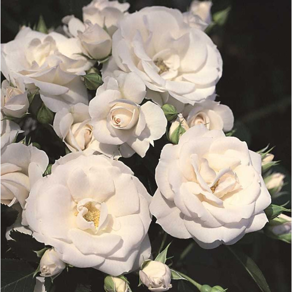 ASPIRIN® ROSE